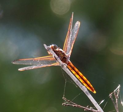 [The underside view of a dragonfly on a white branch. The dragonfly is holding itself just to one side of the branch so only a part of its face and thorax are blocked. The sunlight makes the body side color a glowing yellow.]